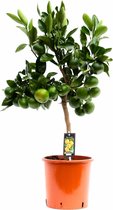 Citrus Satsuma – ↨ 85cm – ⌀ 22cm