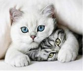 Diamond painting - Poezen - Katten - 30x40cm - Diamond paint
