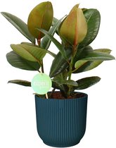 Kamerplant van Botanicly – Rubberboom in blauw ELHO plastic pot als set – Hoogte: 60 cm – Ficus Elastica Robusta