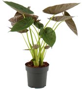 Kamerplant van Botanicly – Olifantsoor – Hoogte: 75 cm – Alocasia Wentii