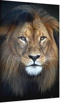 Leeuw koning jungle - Foto op Dibond - 60 x 90 cm