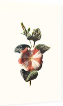 Petunia (Striped Petunia White) - Foto op Dibond - 40 x 60 cm