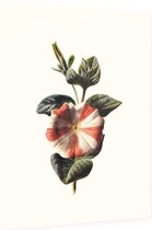 Petunia (Striped Petunia White) - Foto op Dibond - 60 x 80 cm