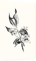 Kardinaalsmuts zwart-wit (Spindle Tree) - Foto op Dibond - 60 x 90 cm