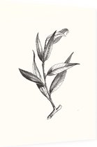 Wilg zwart-wit (Huntingdon Willow) - Foto op Dibond - 30 x 40 cm