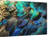 Kleurrijke veren van een blauwe pauw - Foto op Dibond - 90 x 60 cm