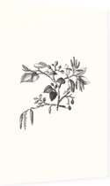 Els zwart-wit (Leaf of Alder) - Foto op Dibond - 60 x 90 cm