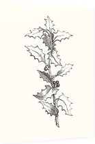 Ilex Hulst zwart-wit (Holly Branch) - Foto op Dibond - 60 x 80 cm