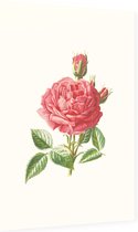 Tuinroos (Garden Rose) - Foto op Dibond - 60 x 90 cm