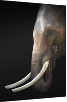 Aziatische olifant op zwarte achtergrond - Foto op Dibond - 30 x 40 cm