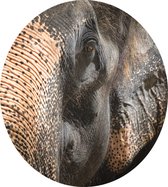 Aziatische olifant op zwarte achtergrond - Foto op Dibond - ⌀ 30 cm