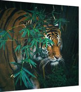 Bengaalse tijger in oerwoud - Foto op Dibond - 80 x 80 cm