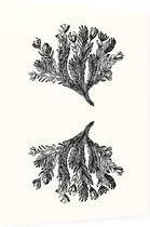 Minuartia Sedoides zwart-wit (Mossy Cyphel) - Foto op Dibond - 30 x 40 cm