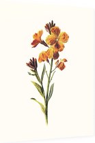 Muurbloempje (Wallflower White) - Foto op Dibond - 60 x 80 cm