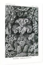 Turbinaria - Hexacoralla (Kunstformen der Natur), Ernst Haeckel - Foto op Dibond - 30 x 40 cm