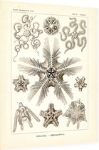 Ophiothrix - Ophiodea (Kunstformen der Natur), Ernst Haeckel - Foto op Dibond - 30 x 40 cm