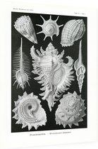 Murex - Ctenohranchia (Kunstformen der Natur), Ernst Haeckel - Foto op Dibond - 60 x 80 cm