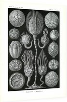 Callocystis - Cystoidea (Kunstformen der Natur), Ernst Haeckel - Foto op Dibond - 30 x 40 cm