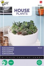 Plantes d'intérieur Buzzy - Graines de plantes d'intérieur - Plantes succulentes, Plantes succulentes - Mixte