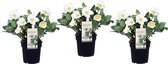 Plant in a Box - Helleborus niger Mont Blanc - set van 3 - Kerstrozen winterhard - tuinplanten - Pot 12cm - Hoogte 20-30cm