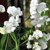 Lathyrus latifolius 'White Pearl' - Siererwt - Planthoogte: 10 cm - Pot 11 cm (1 liter)