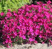 Phlox douglasii 'Ochsenblut' - Dwergvlambloem - Planthoogte: 5 cm - Pot 11 cm (1 liter)