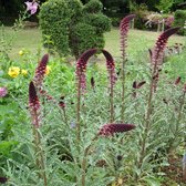 Lysimachia atropurpurea - Rode wederik - Planthoogte: 5 cm - Pot 11 cm (1 liter)