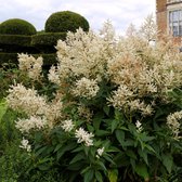 Persicaria polymorpha - Duizendknoop - Planthoogte: 15 cm - Pot 11 cm (1 liter)