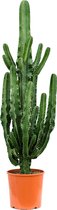 Euphorbia cactus erytrea XL kamerplant