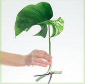 Monstera variegata - zeldzame - kamerplanten - ongeworteld - jong - stek