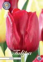 10 x Tulpen | Seadov