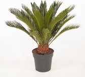 Kamerplant van Botanicly – Varenpalm – Hoogte: 90 cm – Cycas Revoluta