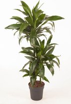 Kamerplant van Botanicly – Drakenboom – Hoogte: 115 cm – Dracaena derem. Janet Craig
