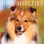 Sheltie- Shetland Sheepdog Kalender 2022