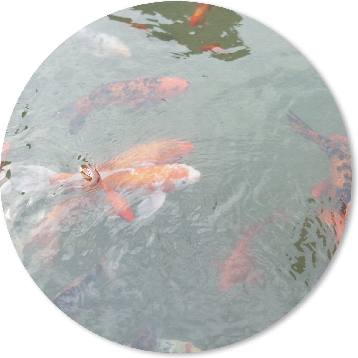 Muismat rond 40x40 cm - Mousepad Een groep koi karpers in een vijver - Ronde muismatten