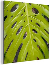 Wanddecoratie Metaal - Aluminium Schilderij Industrieel - Groot botanisch blad van de gatenplant - 50x50 cm - Dibond - Foto op aluminium - Industriële muurdecoratie - Voor de woonkamer/slaapkamer