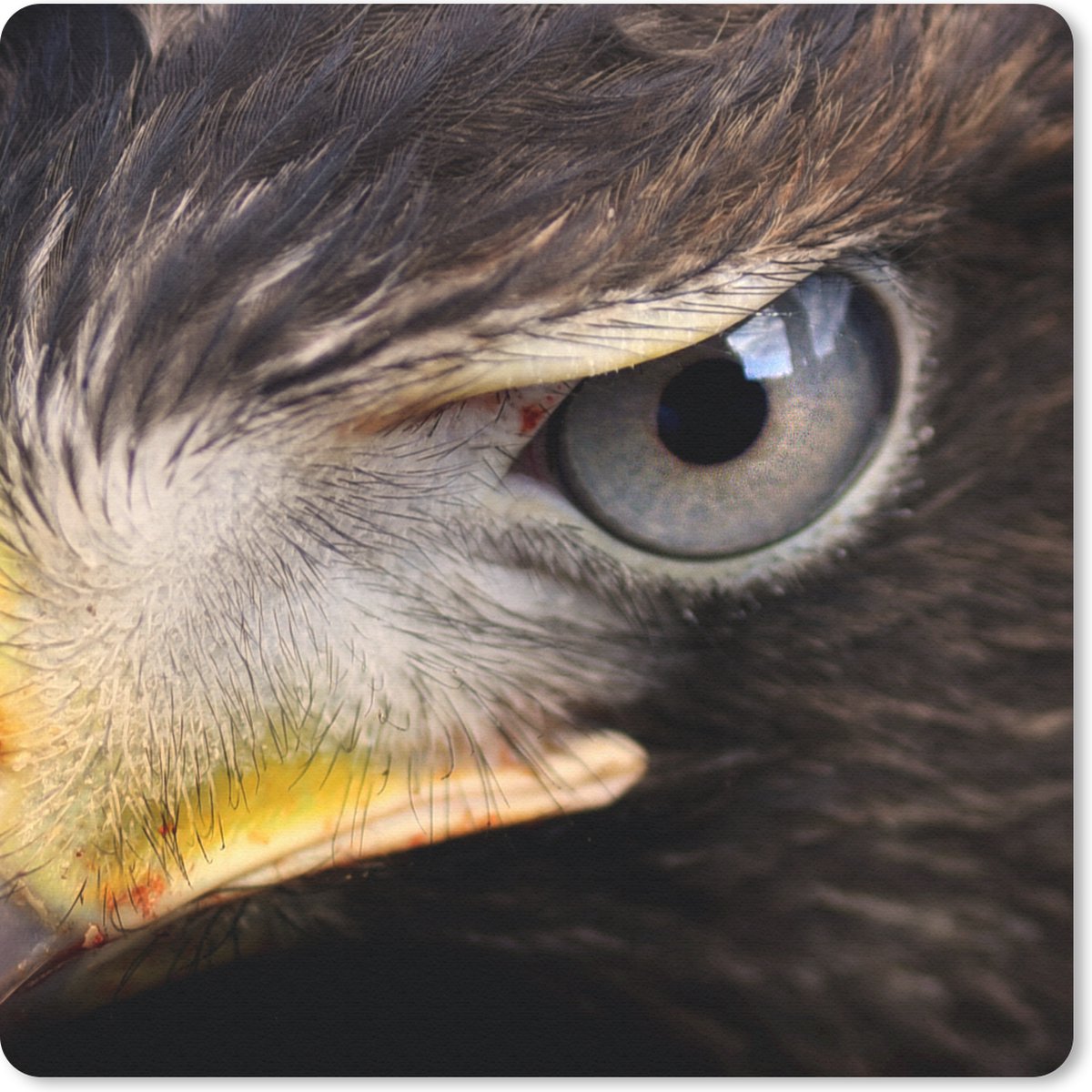 Muismat 20x20 cm - Mousepad Close-up van een roofvogel - Muismatten