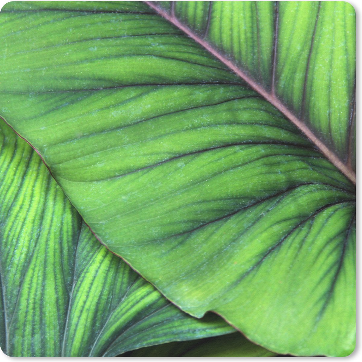 Muismat 20x20 cm - Mousepad Foto van grote tropische botanische bladeren - Muismatten