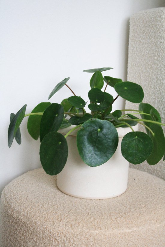 Pannenkoekenplant - Pilea Peperomioides - groen - ø 12cm - 20cm hoog - Planten voor in huis