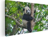 Artaza Canvas Schilderij Panda in de Bomen - 120x60 - Groot - Foto Op Canvas - Canvas Print