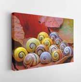 Canvas schilderij - Snails : Polymita picta or Cuban snails one of most colorful and beautiful land snails in the wolrd from Cuba , its known as "Painted Snails", rare, endangered