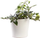 Plant in hydrocultuur systeem van Botanicly: Lippenstiftplant  met weinig onderhoud – in wit kleurig hydrocultuur sierpot – Hoogte: 5 cm – Aeschynanthus lobianus