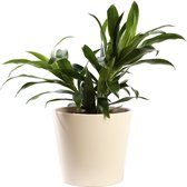 Plant in hydrocultuur systeem van Botanicly: Drakenboom met weinig onderhoud – in crème kleurig hydrocultuur sierpot – Hoogte: 30 cm – Dracaena reflexa reflexa