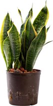 Plant in hydrocultuur systeem van Botanicly: Vrouwentongen met weinig onderhoud – Hoogte: 45 cm – Sansevieria trif. Superba gelb