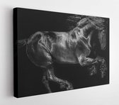 Canvas schilderij - Black horse running free  -     681762526 - 115*75 Horizontal