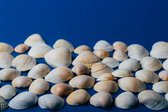Canvas schilderij - Seashells on a blue background, place for text, summer, rest, sea and ocean. texture of seashells  -     1092215321 - 80*60 Horizontal