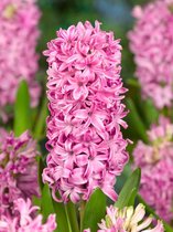 100x Hyacint 'Pink pearl'  bloembollen met bloeigarantie