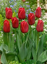 100x Tulpen 'Seadov'  bloembollen met bloeigarantie