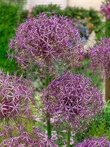 60x Allium 'Christophii'  bloembollen met bloeigarantie