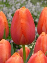100x Tulpen 'Dordogne'  bloembollen met bloeigarantie